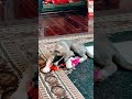 Puppy atim first rope toy