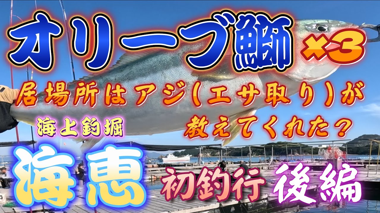 『海上釣り堀』【海恵】初釣行 後編　オリーブ鰤　居場所はエサ取りのアジが教えてくれた？