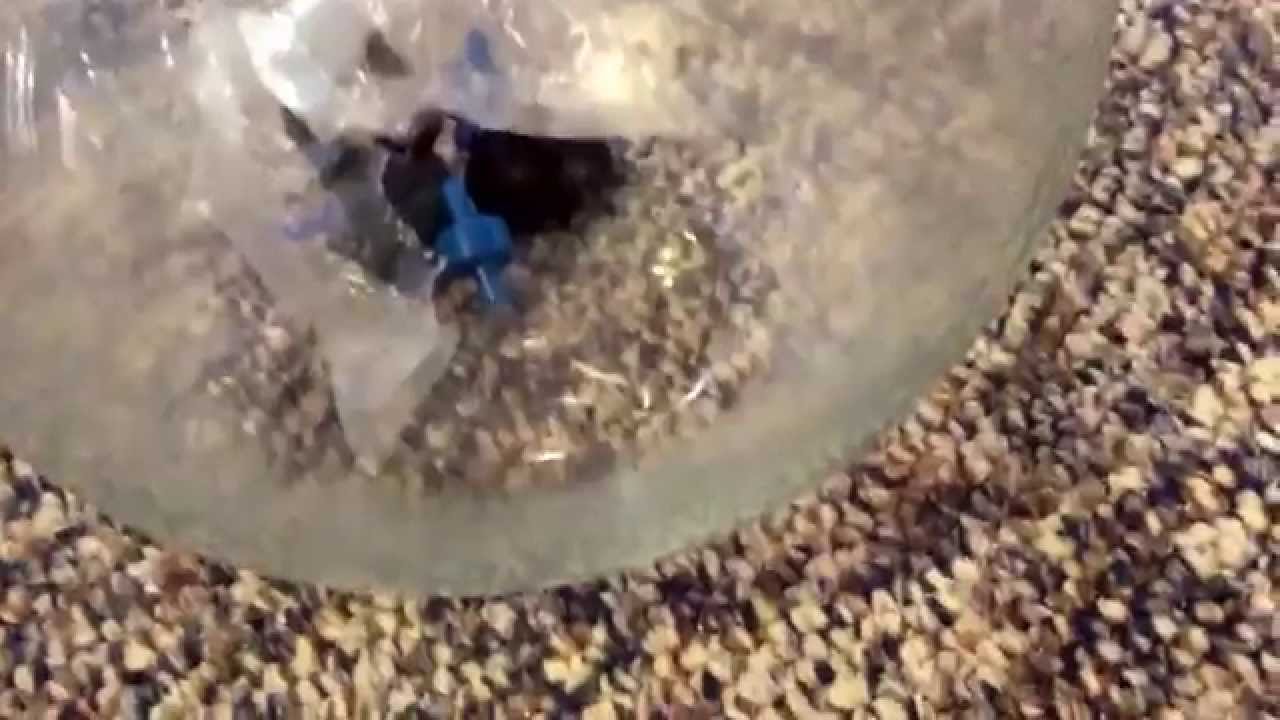 fish eat fish Betta 101: Why bowls do not make good homes.