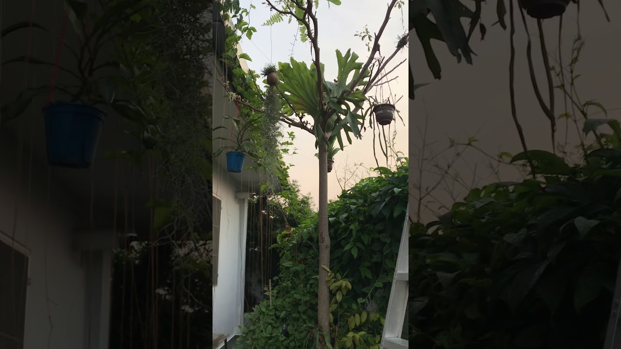 House Landscape - YouTube