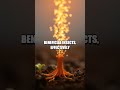 Whispers Beneath the Soil Five Astonishing Facts About Plant Communication