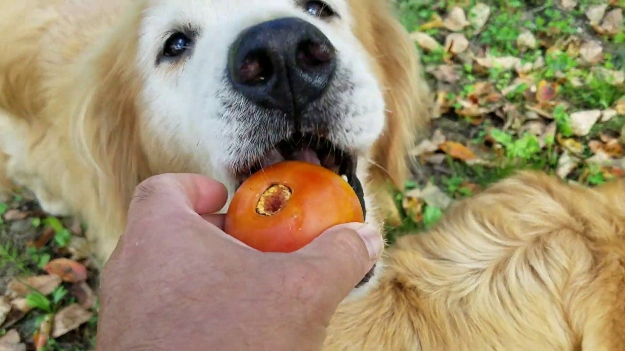 癒し動画 うさぎ When Golden Retriever get out of the car, they rushe under the persimmon tree