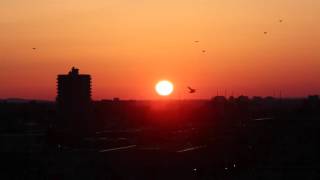 sunset flying birds vimeo