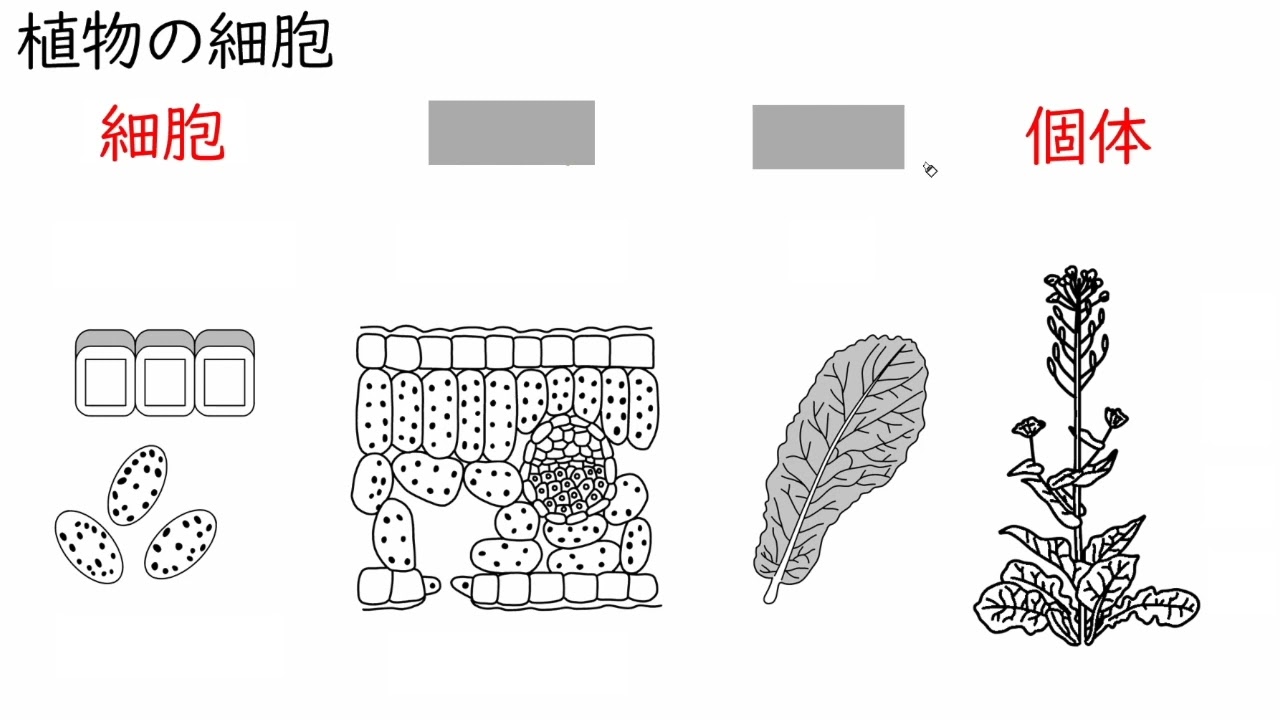 多細胞生物 - YouTube