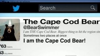 Cape Cod Bear Twitter Following Grows as Residents Ponder Origins