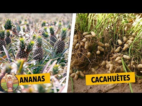 Vidéo: Comment S'appelle Le Fruit Qui Pousse à Tahiti Et Qui Permet De Vivre 100 Ans