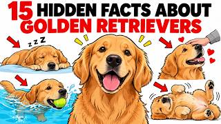 15 Hidden Facts About Golden Retrievers That Only 1% of Owners Know