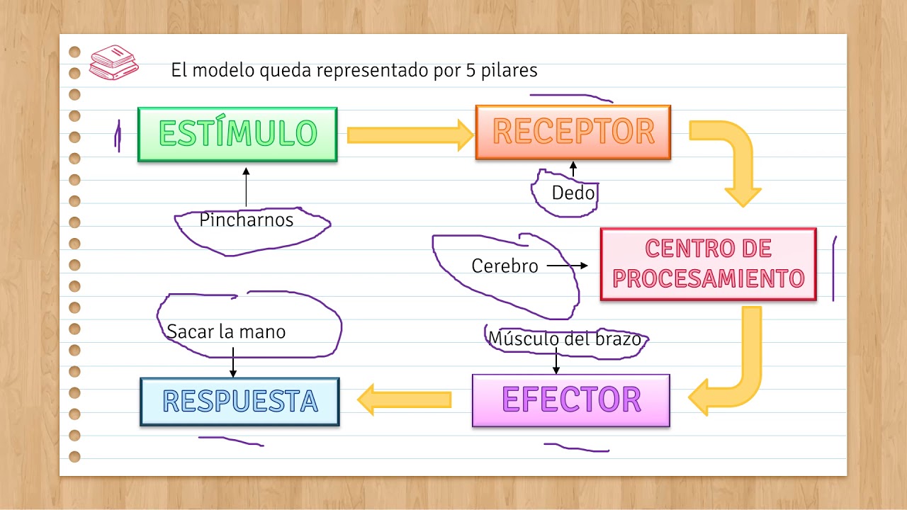 Total 31+ imagen modelo estimulo procesamiento respuesta