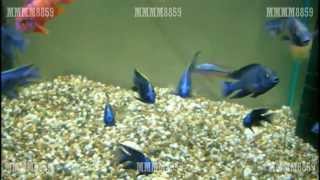 Download Lagu Copadichromis azureus (หยดน้ำ) Download Lagu Copadichromis azureus (หยดน้ำ)