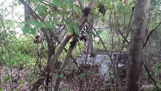 Bigfoot In The Native American Burial Grounds September 2023