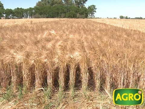 Video: Debería cultivar cebada de 6 hileras: Aprenda a cultivar plantas de cebada de 6 hileras