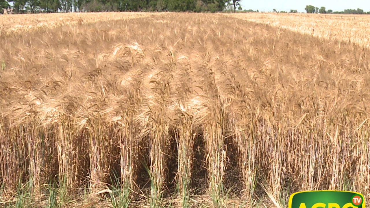Trigo y Cebada: fertilizar tiene premio… fertilizar bien premio doble (#697 2016-12-10)