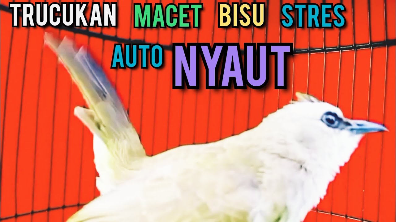 Trucukan BISU MACET STRES AGAR BUNYI GACOR PUTARKAN PANCINGAN INI 99,9% IKUT GACOR NGROPEL SEKETIKA
