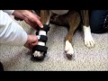 How to put a leg splint on a dog