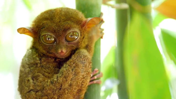 The Tarsier :The Tiny Primate with Giant Eyes:Origin, Biology, Behavior#animals#nature#naturelovers