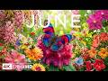Springtime Serenity 4K 🌿 Gentle June 2026 🌷 Blooming Beauty, Soft Sunshine &amp; Piano Relaxation