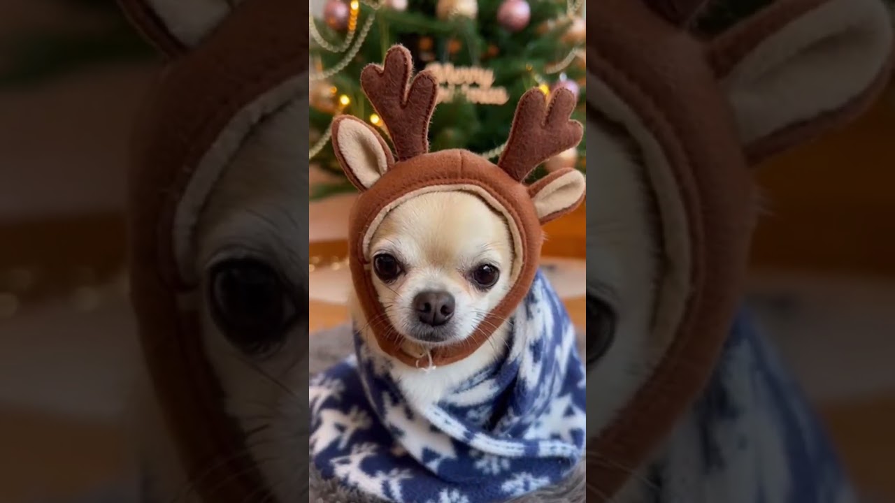 Christmas Must-Haves 🎄🫎🤔🎅 Top Gifts to Wow Your Family 