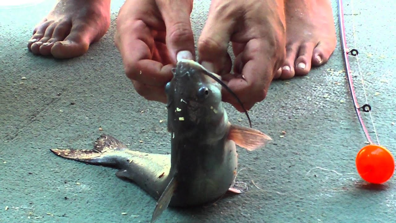 Catching a catfish on Kincaid Lake, Kentucky YouTube