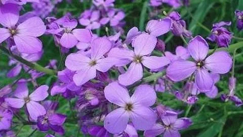 Controlling Noxious Weeds in Summit County