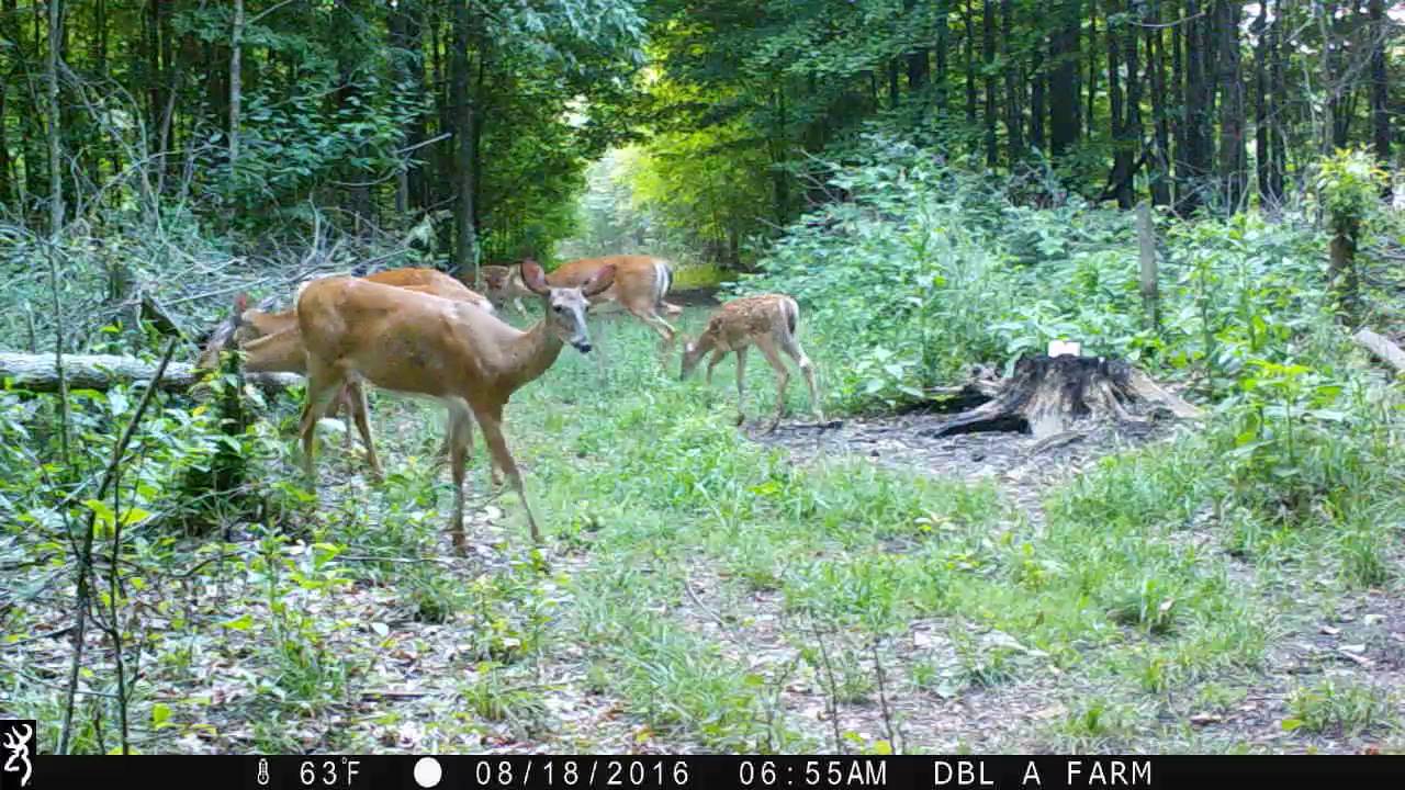 Copperhead Outdoors Lots of does on Double A Farm Browning Strike Force
