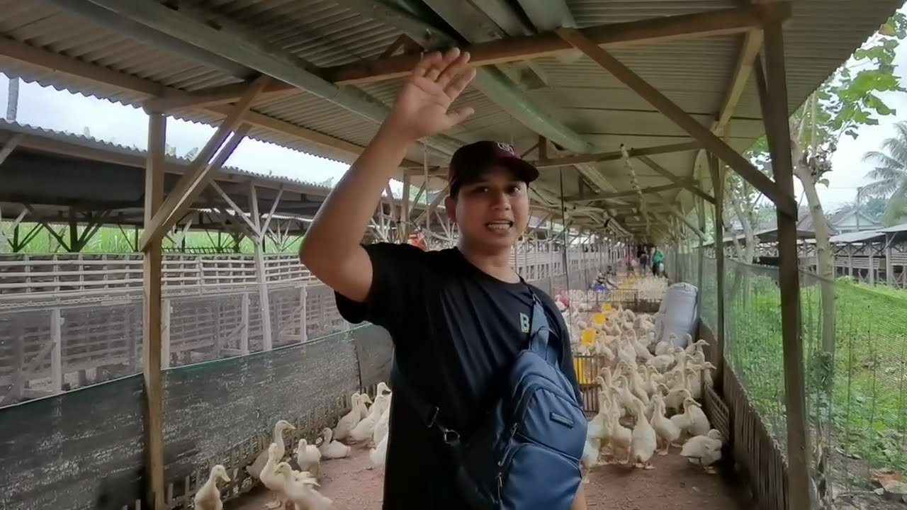 Kandang ideal untuk ternak bebek