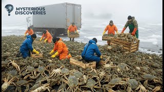 GREEN CRAB INVASION: How This $22.6 Million Species Is Attacking America's Coasts