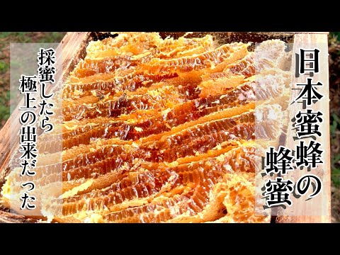 カノン二ホンミツバチの搾りハチミツ　＋　二ホンミツバチの盛り上げ巣ハチミツ 日本ミツバチさんの超貴重なハチミツを分けて頂く採蜜作業をしたら見た