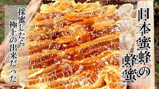 日本ミツバチさんの超貴重なハチミツを分けて頂く採蜜作業をしたら見た