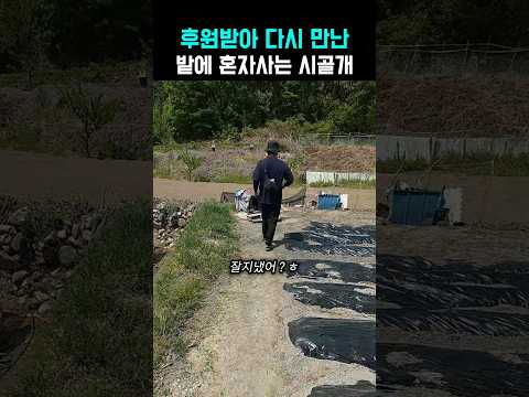 250만이 울었던 밭 지킴이 강아지 여러분의 따뜻한 관심으로 다시 만났습니다 #강아지 #반려견 #shorts #viral