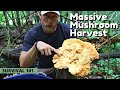 Massive Harvest of Chicken of the Woods: How to Identify Mushrooms, 1 Year of Mushrooms