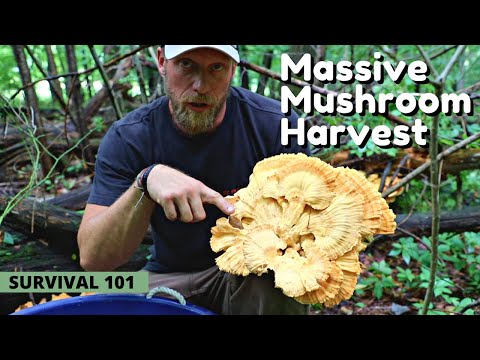 Massive Harvest of