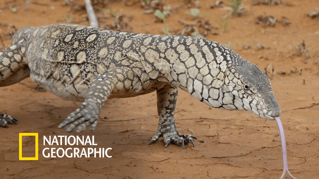 사막 최상위 포식자, 페렌티에