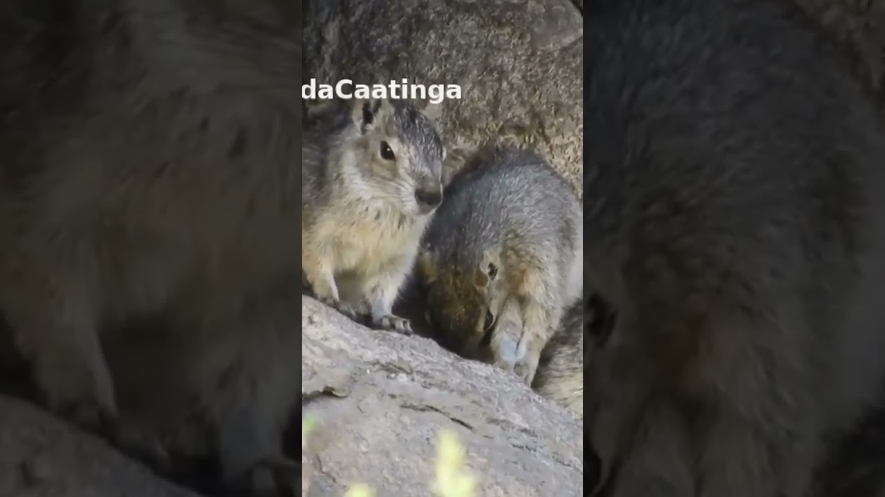 mocó lindo roedores da caatinga