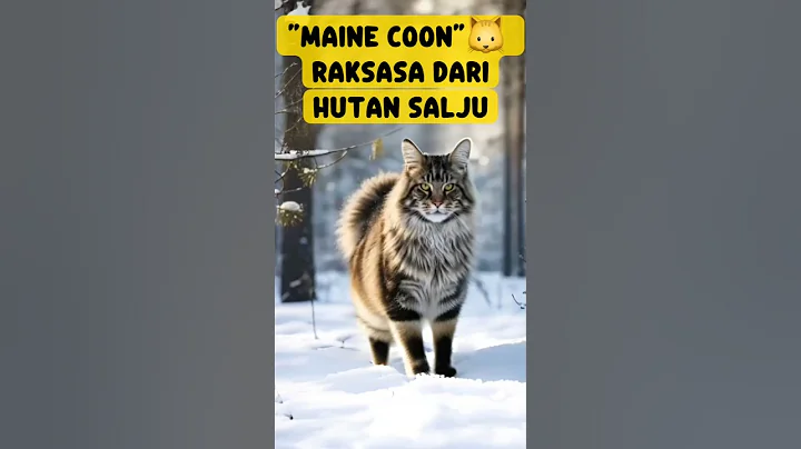 Video 9911741: mainecoon kitten catlover cats, mainecoon kitten meow cat, mainecoon cat kitten kitty, maine coon, kucing