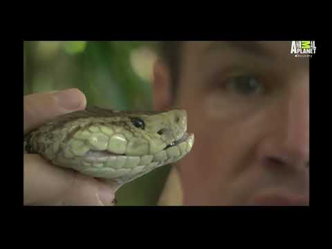 Video: Jeff Corwin Net Worth: Wiki, abielus, perekond, pulmad, palk, õed-vennad