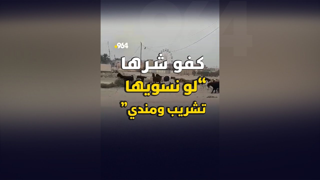 كفو شرها “لو نسويها تشريب ومندي”.. “الصخول” أكلت الألبيزيا في عفج - YouTube