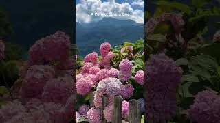 #SpringVibes#SpringBlooms#CherryBlossom#FloralMagic#BeautifulDestinations#