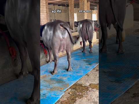 👍 हरियाणा मुर्रा भैंसों 🐃 की खान , Black Gold (काला सोना)