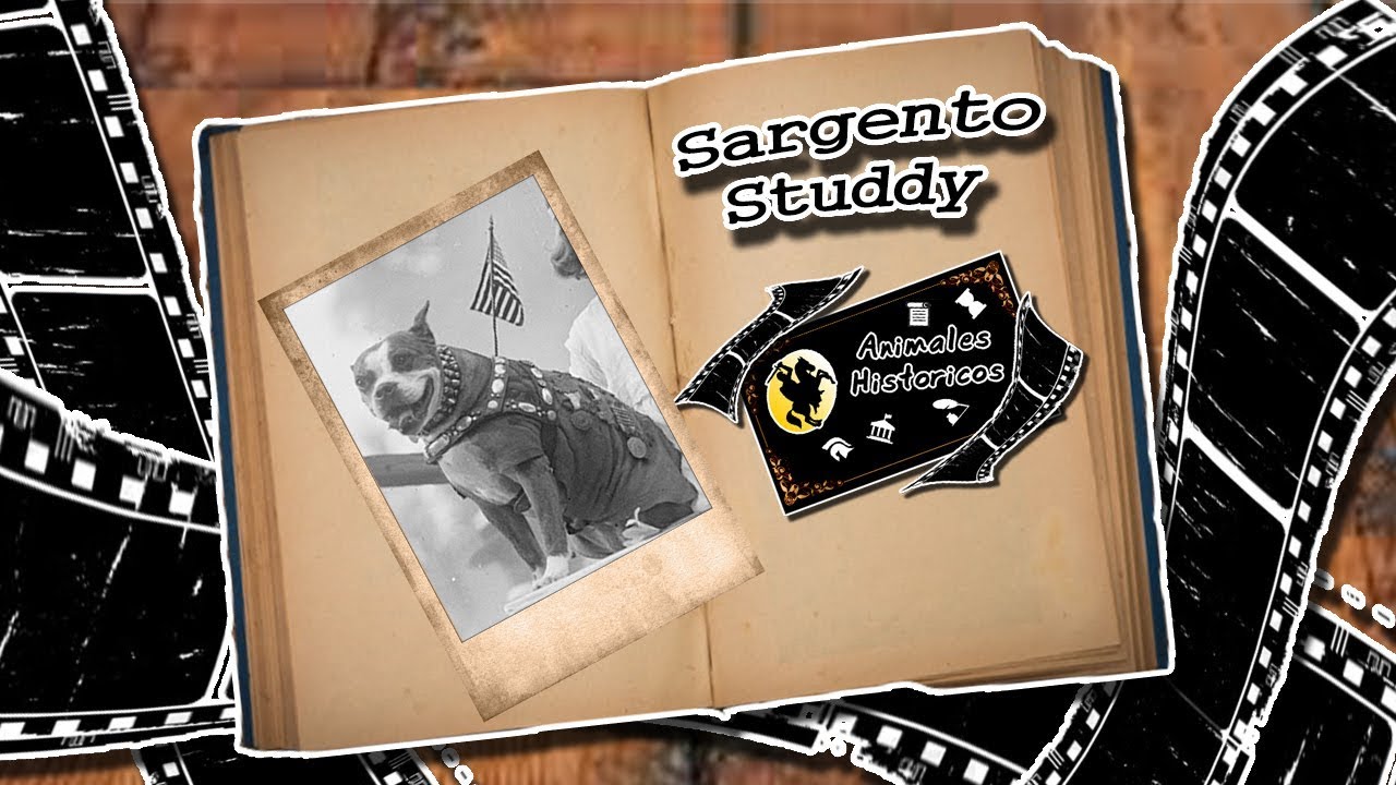 Sergeant Stubby | The first animal to reach military rank | (Historical animals) world war ii game