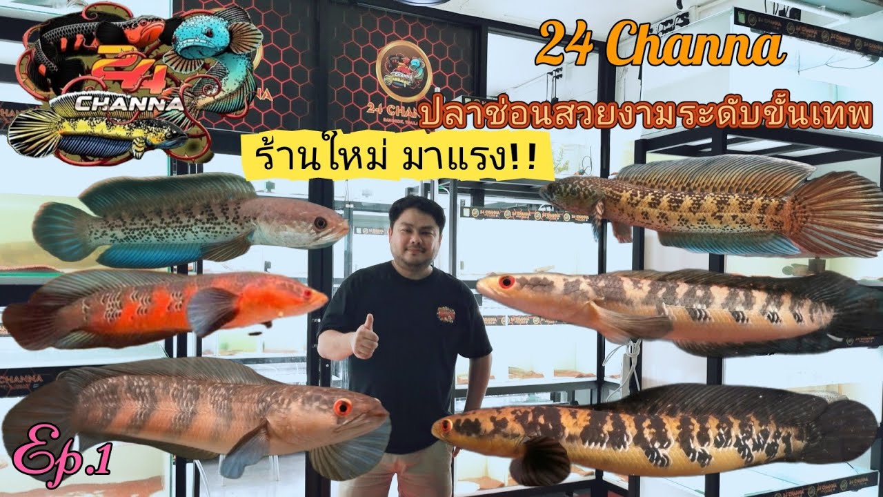 ปลา​ช่อน​สวยงาม​ (24 Channa)​🐟 Ep.1