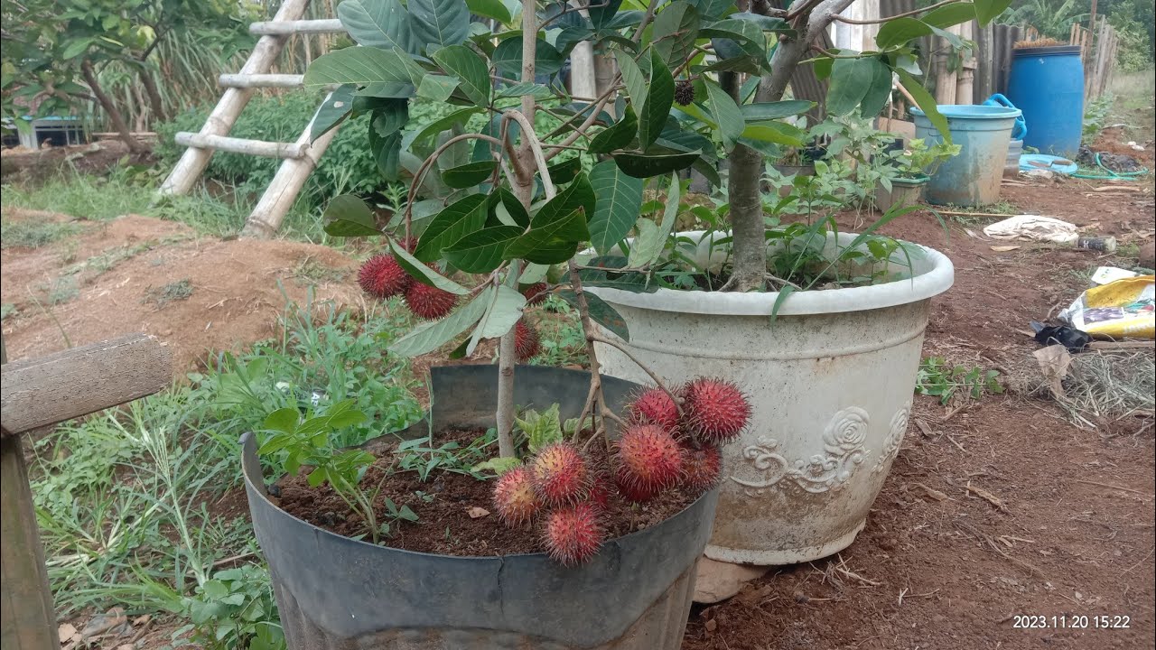 CARA BARU TANAM RAMBUTAN DI POT CEPAT BERBUAH