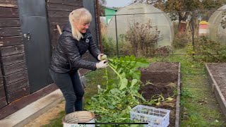 картинка: Выбрали редьку/ Подготовили грядки/ 🏡
