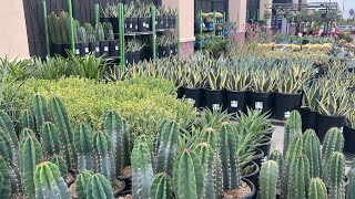 LOWE’S CACTUS AND SUCCULENT PLANT SHOPPING TOUR. LAS VEGAS GARDEN CENTER 2025 #cactus #shopping