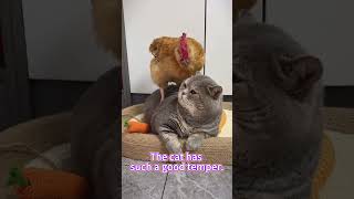 The cat has such a good temper.#catmoments #cat #kitten #rooster #funnycat #catvideo #catshorts