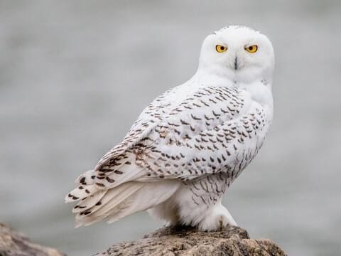 Owls of Cape Cod with Mass Audubon