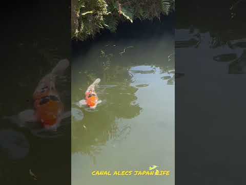 Vídeo: Lago Inari: natureza e pesca