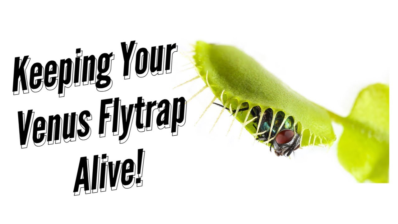 Keeping your Venus Flytrap alive! YouTube