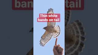 Can you identify this hawk?