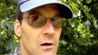 Linden and St. Johns Wort Foraging: Sedate 😌 Naturally