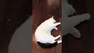 Cat on catnip